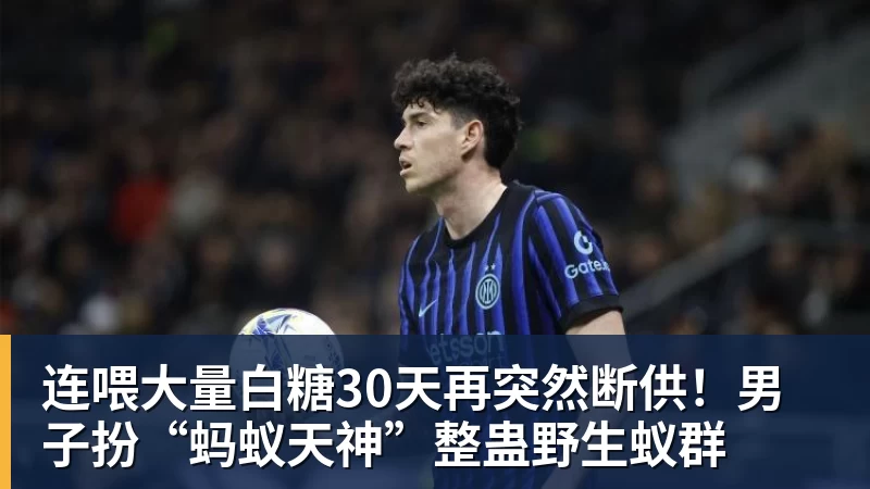 连喂大量白糖30天再突然断供!男子扮“蚂蚁天神”整蛊野生蚁群